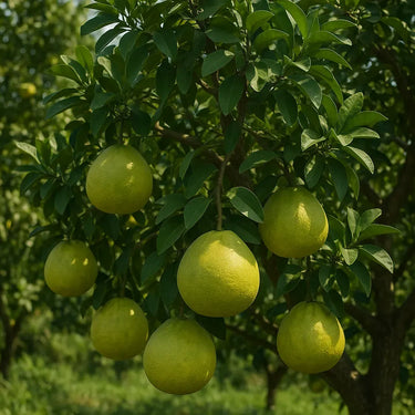 Pomelo hanging from a tree with a blurred green background